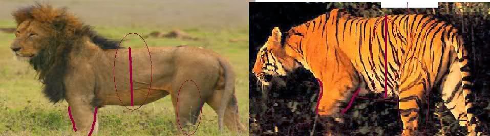club de pelea de animales: leon vs tigre