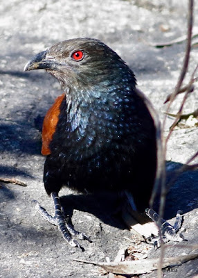 Greater CoucalGreater Coucal