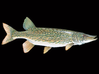 Chain Pickerel Fish Pictures