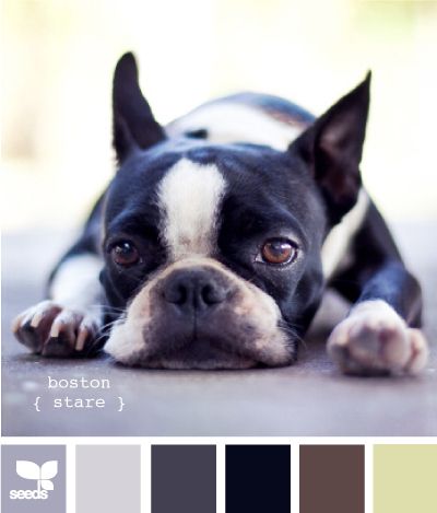 http://www.buzzfeed.com/summeranne/27-kittenish-and-puppyful-color-palettes