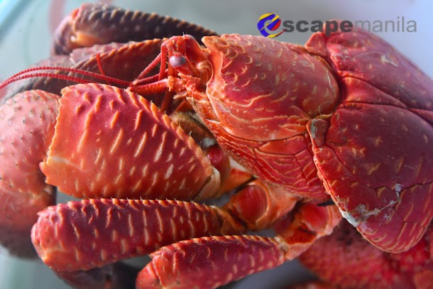 Download Batanes Food Coconut Crab And Flying Fish Escape Manila