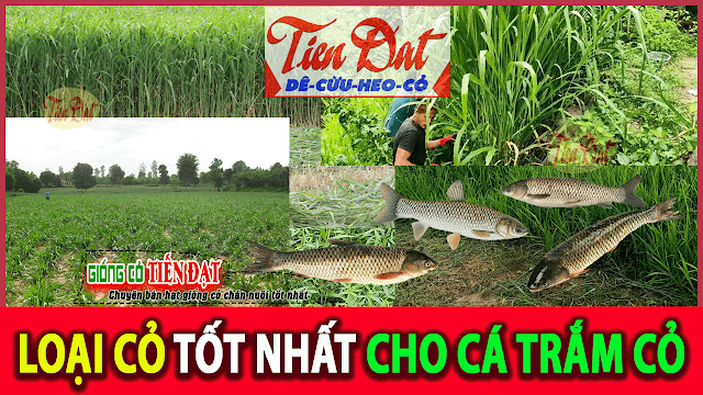 Loại giống cỏ nào tốt nhất cho cá trắm cỏ ăn