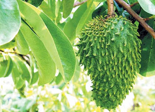 5 Manfaat Buah Durian Belanda atau Sirsak Untuk Kesehatan Tubuh