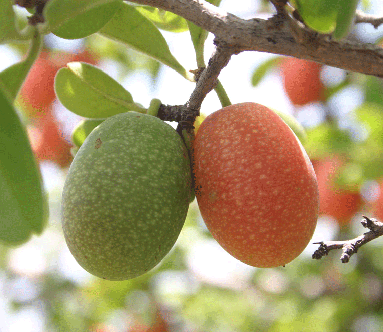 Ximenia caffra fruit in english
