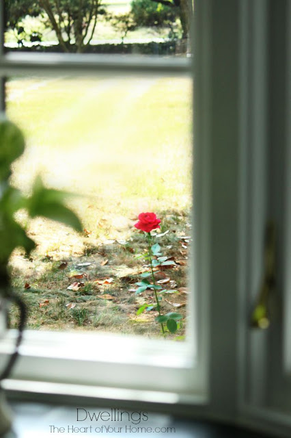 Red rose through the kitchen window