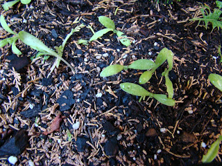 Caléndulas (Calendula officinalis L.).