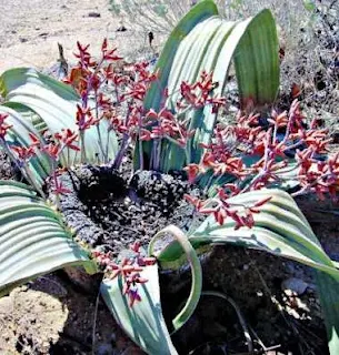 Вельвичия мирабилис (Welwitschia mirabilis)