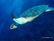 I felt blessed to live in Hawaii, to enjoy good health and a good job. (hawaii turtle)