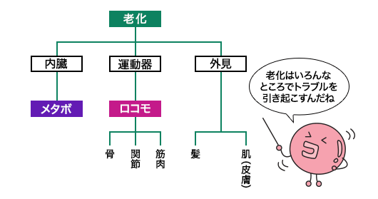 コラーゲンペプチドで老化対策