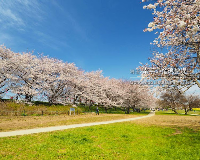 [埼玉] 幸手･権現堂堤の桜