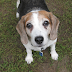 JUST WHEN THIS COUPLE FROM NEW ZEALAND THOUGHT THEY HAVE LOST THEIR BELOVED BEAGLE, ANOTHER COUPLE INTERVENED