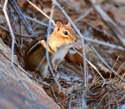 2. Chipmunk-kab DSC_0137