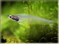 Glass Catfish Pictures