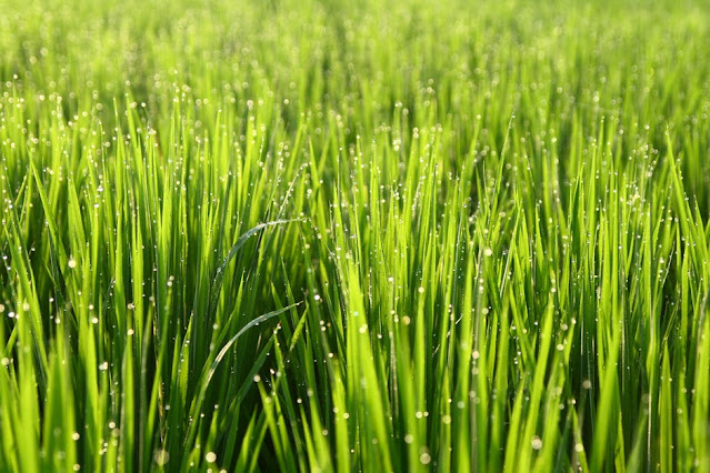 How to grow wheatgrass faster
