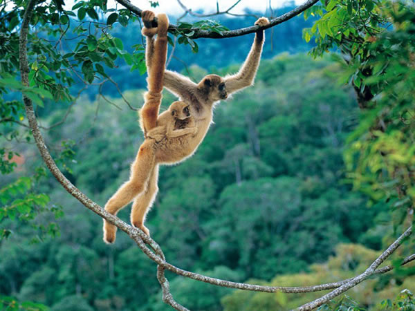 Woolly Spider Monkey