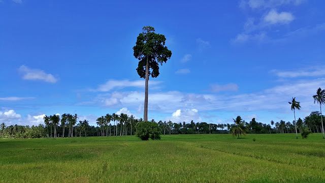 amazing solo tree amidst the ricefields of Hinatuan, Surigao Del Sur