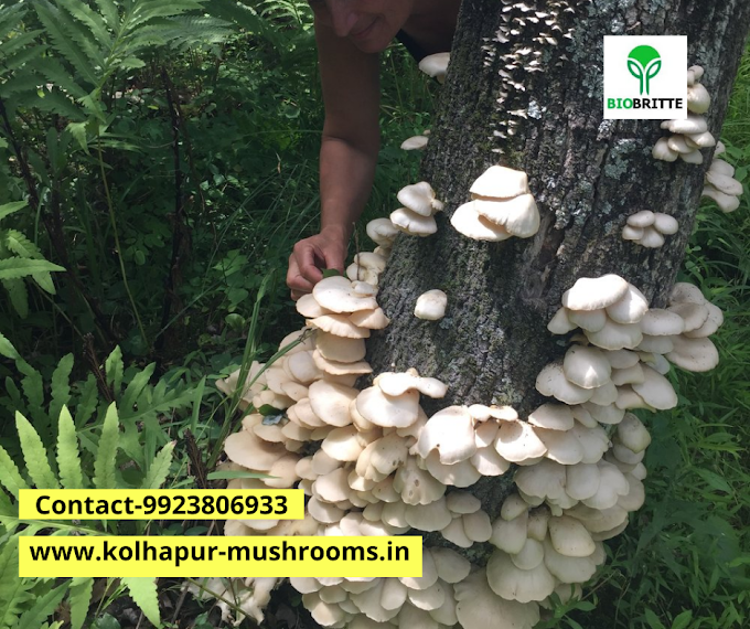 Mushroom training centre in delhi pusa | Mushroom farming training | Biobritte mushrooms