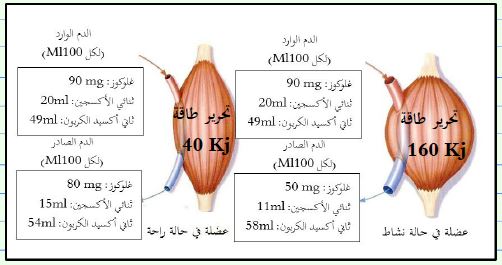 بطاقات العمل الفوجي للمقطع ذاته الحصول على الطاقة عند الإنسان