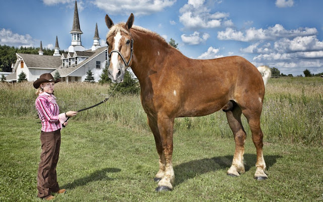 Guinness World Record, Tallest, living horse, big jake