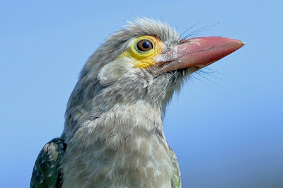"Brown-headed Barbet - Psilopogon zeylanicus. "Brown-headed Barbet, portrait shot, a bird of medium size with a robust bill, a striking brown head, and brilliant green plumage."