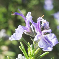 Rosemary herb photo