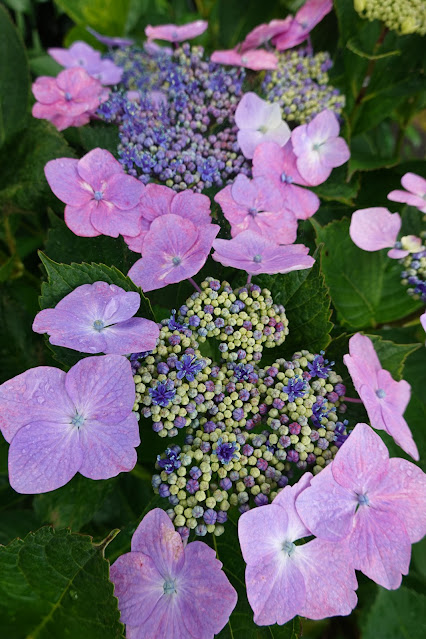 鳥取県西伯郡大山町宮内 アジサイ（紫陽花）