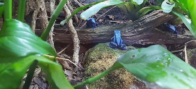 Dyeing poison frog - Dendrobates tinctorius