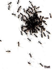 BloG SuriRuMaH: Semut oh semut, sakitnya hati!!