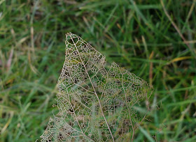 leaf skeleton