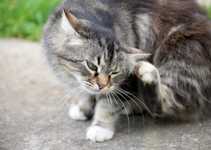Common diseases in cats