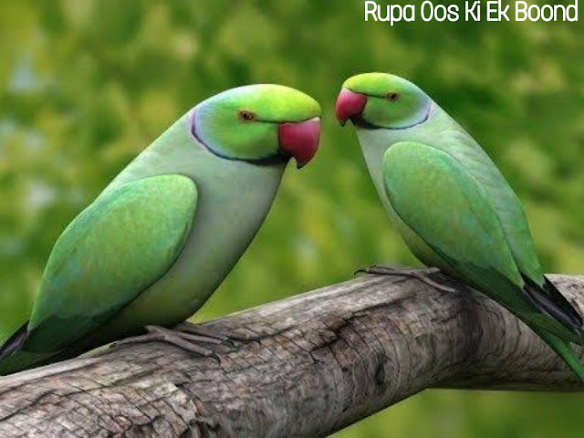 तोते भाइयों की कथा (Story of Two Parrots)