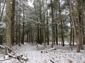 hemlock trees with snow