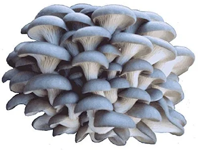 Bulk Mushroom Supplier In Maharashtra