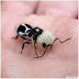 Semut Panda Comel Tapi Mampu Melumpuhkan lembu dairishare
