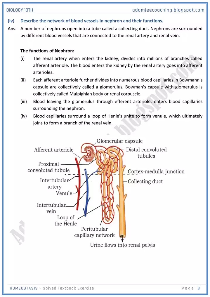 homeostasis-solved-textbook-exercise-biology-10th