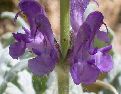 Salvia canescens var. daghestanica - Caucasus sage care and culture