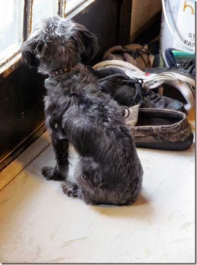 Sadie05-30-14b