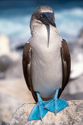 Pictures Of Blue-Footed Booby - Free Blue-Footed Booby pictures 