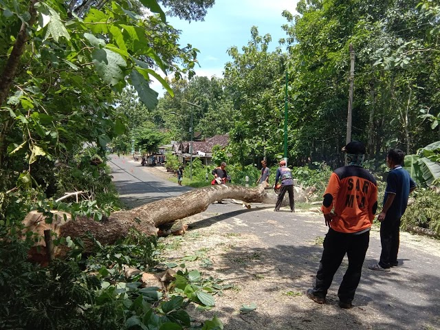 Dirasa membahayakan lingkungan, sejumlah relawan melakukan penebangan pohon yang sudah lapuk