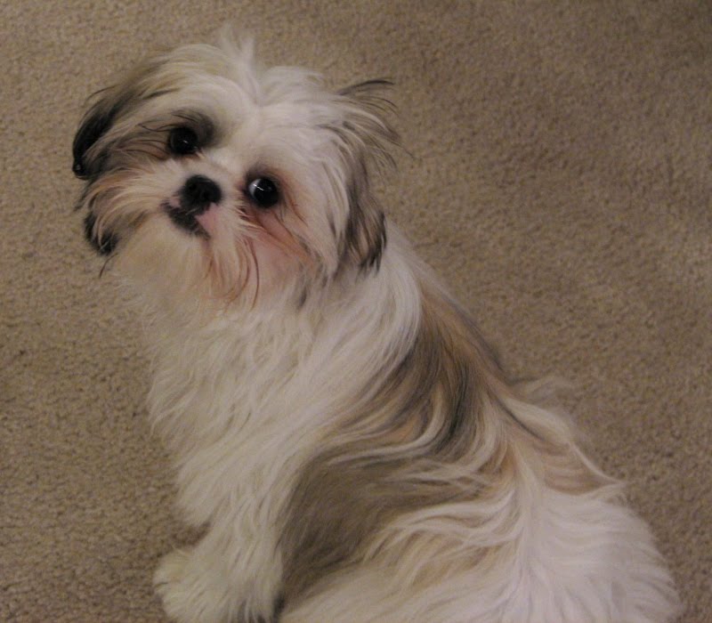 shih tzu hairstyles. shih tzu hairstyles. and that