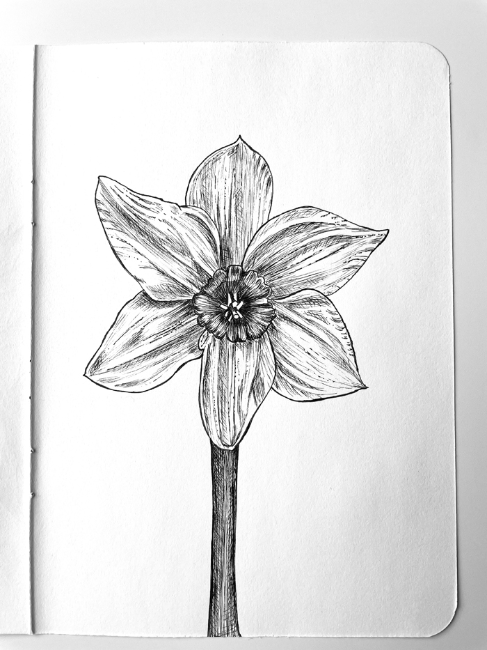 Pen and Ink Drawing of a Daffodil by Ingrid Lobo