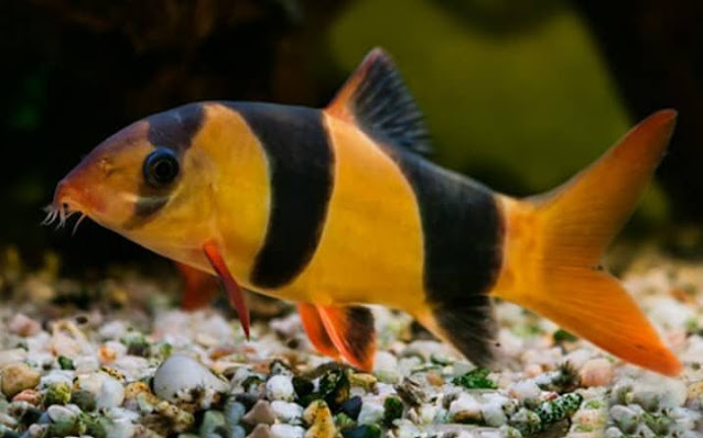 botia clown loach