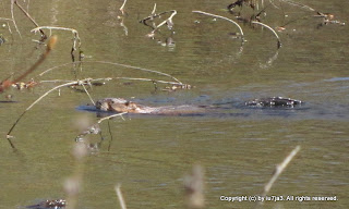 Muskrats