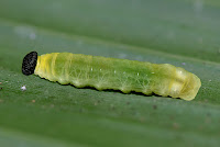 Ancistroides folus larva