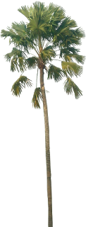 palmera,png,vegetacion,playa,cutaut,arbol,sin fondo.