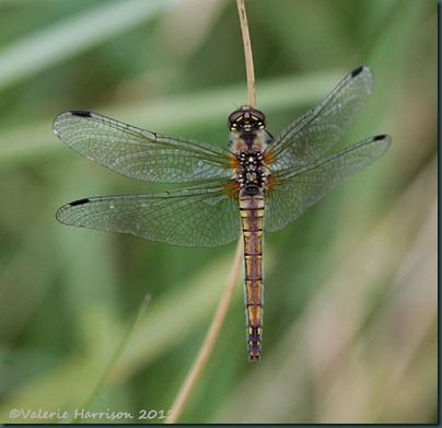 8-black-darter