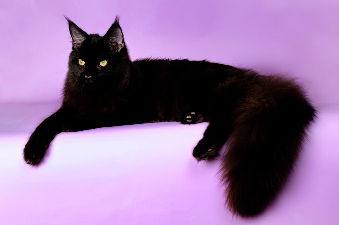 Darkheart Maine Coon Black 
