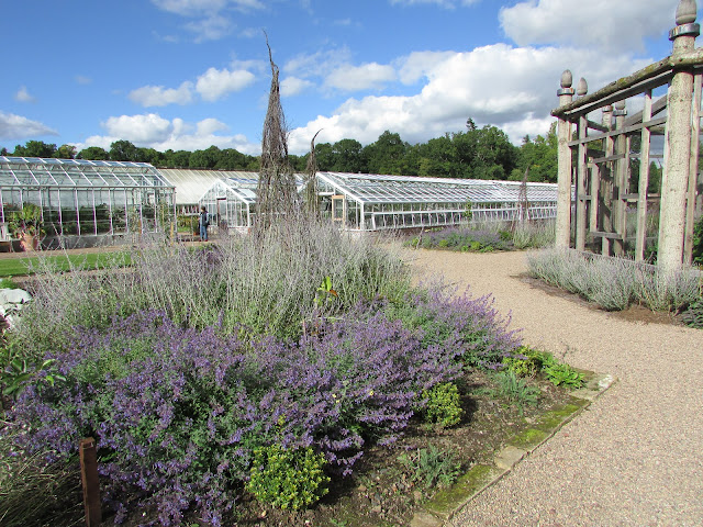 I liked this combination of blues using Perovskia and Nepeta (catmint)