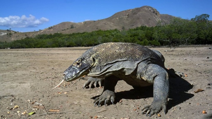 6 Hal yang Harus Diperhatikan Saat Datang ke Taman Nasional Komodo