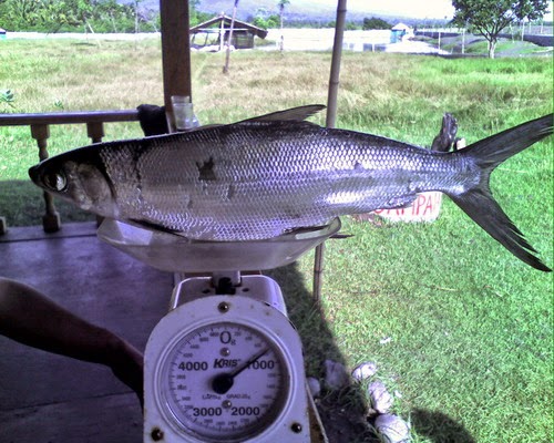 Gambar Ikan Bandeng